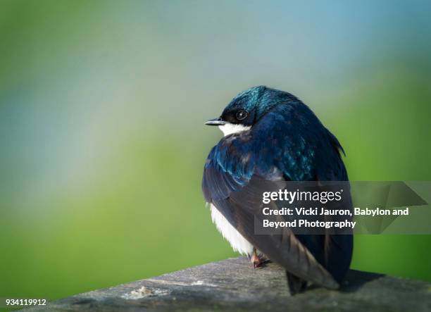 pudgy little tree swallow close up - hirondelle photos et images de collection