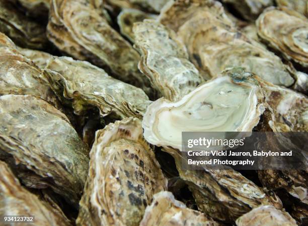 close up of fresh oysters for sale at market in france - afrodisíaco fotografías e imágenes de stock