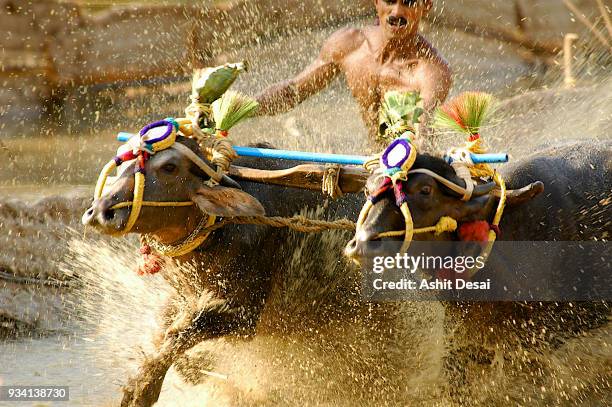 kadri kambala festival. - mangalore stockfoto's en -beelden