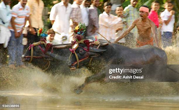 kadri kambala festival. - mangalore fotografías e imágenes de stock