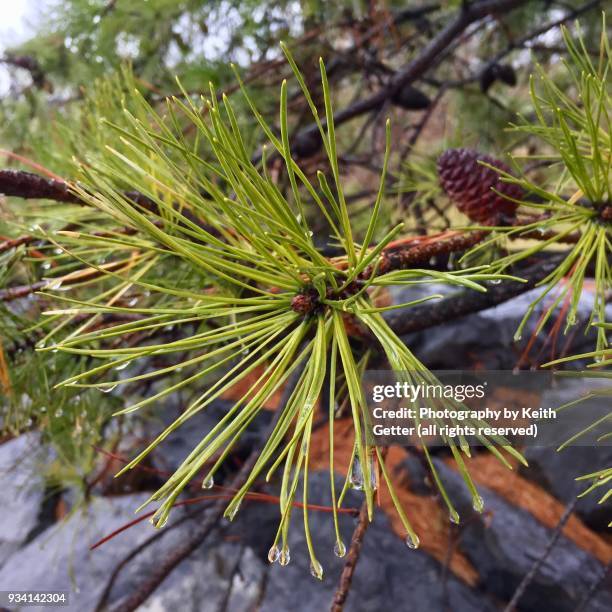water droplets on an evergreen plant’s pine needles  after a rainfall - evergreen plant stock-fotos und bilder