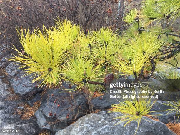 a glowing outdoor evergreen plant with wet pine needles  after a rainfall - evergreen plant stock-fotos und bilder