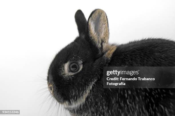152 White Rabbit Profile Stock Photos, High-Res Pictures, and Images ...