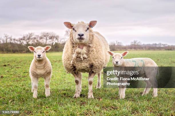 british lambs in field at springtime - mutterschaf stock-fotos und bilder