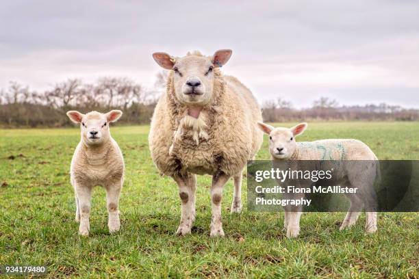 british lambs in field at springtime - lamb ストックフォトと画像