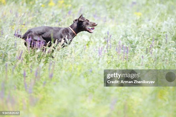 young german short haired pointer running in the field. natural light and colors - german short haired pointer stock-fotos und bilder