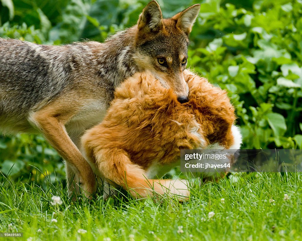 Coyote carrying Cat