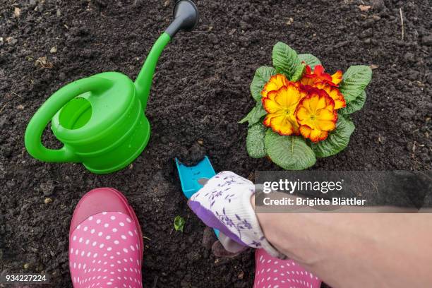 woman planting primrose - brigitte blättler stock pictures, royalty-free photos & images