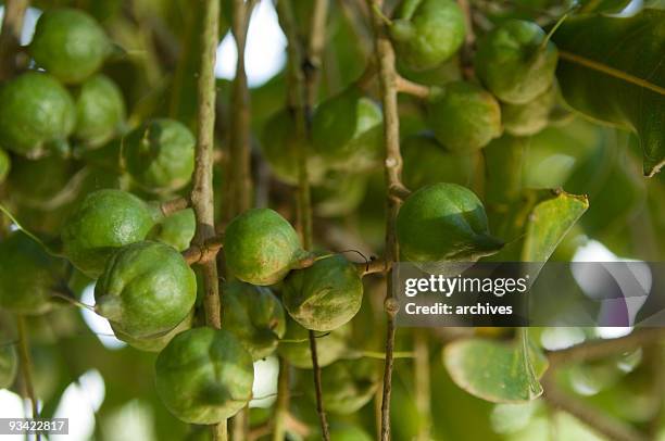 macadamia nuts - macadamia nut stock pictures, royalty-free photos & images