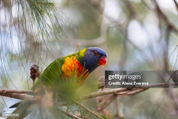 lorikeet and the tree - alena zvereva stock-fotos und bilder