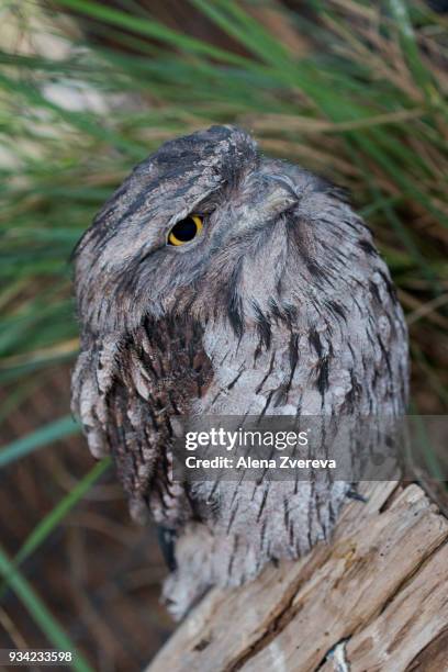 tawny frogmouth - alena zvereva stockfoto's en -beelden