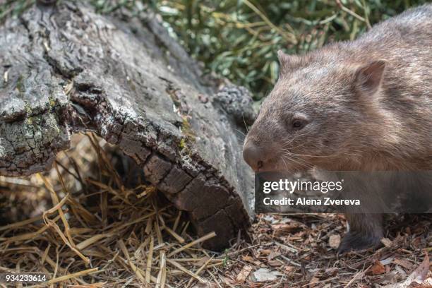 lonely wombat - alena zvereva stockfoto's en -beelden