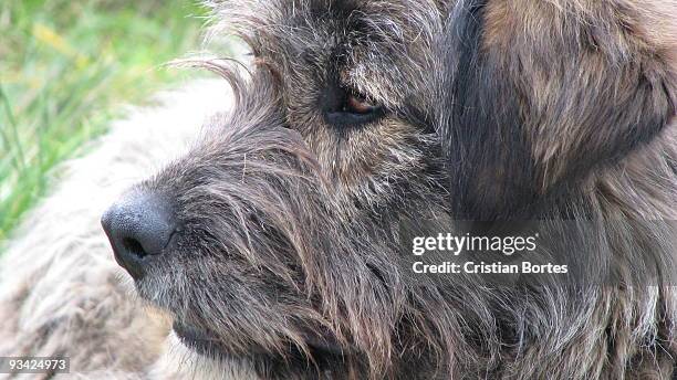 sheep dog portrait - bortes stockfoto's en -beelden