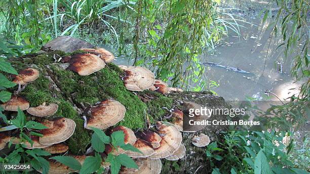tree mushroom - bortes fotografías e imágenes de stock