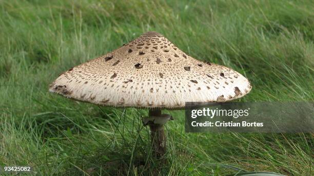 mushroom in bushy park - bortes stockfoto's en -beelden