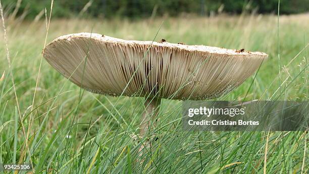 mushroom in bushy park - bortes stockfoto's en -beelden