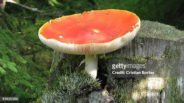 mushrooms in the forest - bortes stockfoto's en -beelden
