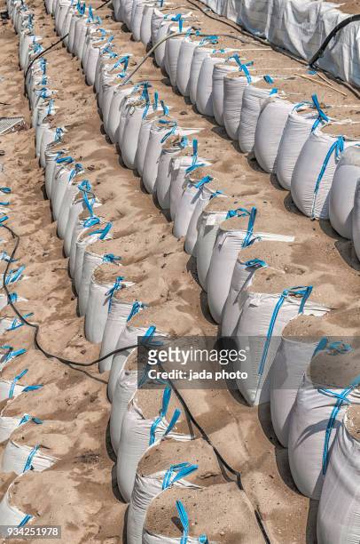 sandbags in a row - sandbag stock pictures, royalty-free photos & images