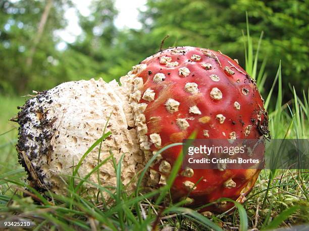 mushrooms in the forest - bortes fotografías e imágenes de stock