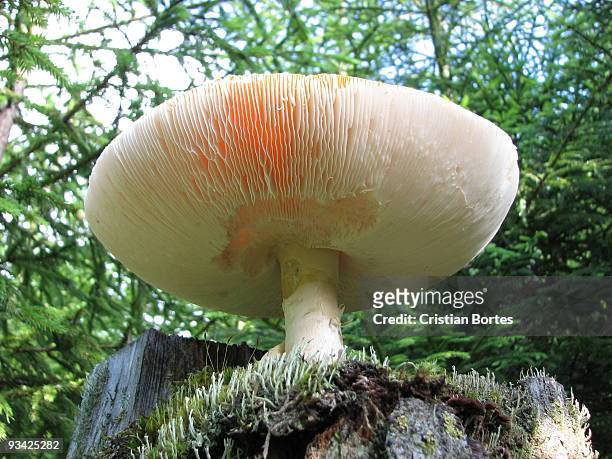 mushrooms in the forest - bortes bildbanksfoton och bilder