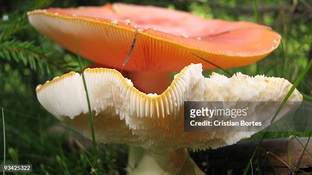 mushrooms in the forest - bortes stock pictures, royalty-free photos & images