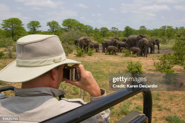 photographing elephants on safari - kruger-national-park stockfoto's en -beelden