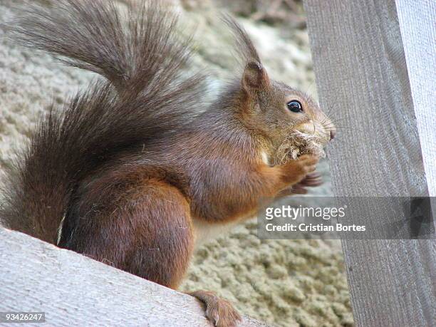 squirrel - bortes stock pictures, royalty-free photos & images