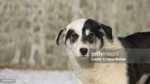 black & white dog - bortes stock pictures, royalty-free photos & images