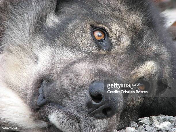 dog eyes - bortes stock pictures, royalty-free photos & images