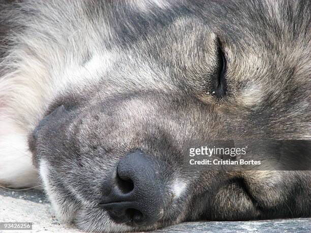 sleeping dog - bortes bildbanksfoton och bilder