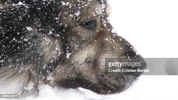 dog in the snow - bortes stock pictures, royalty-free photos & images