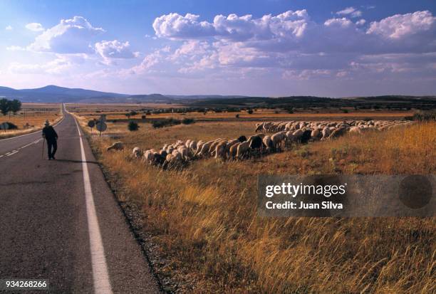 shepherd with sheep on rural road in spain - rebaño fotografías e imágenes de stock