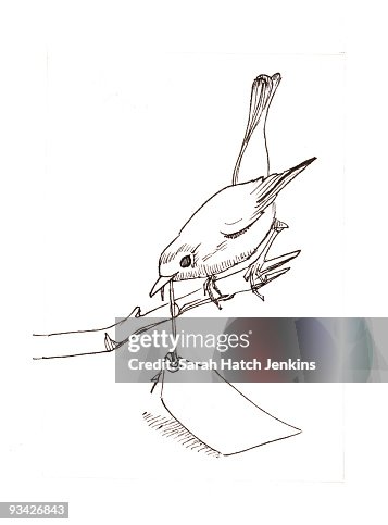 Robin holding tag Robin holding tag