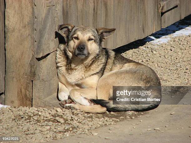 dog warming in the winter sun - bortes stock pictures, royalty-free photos & images