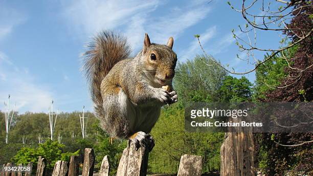 squirrel eating nuts - bortes stock pictures, royalty-free photos & images