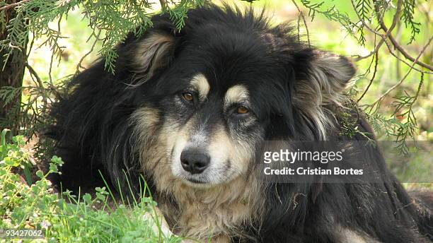 dog in grass - bortes stock pictures, royalty-free photos & images