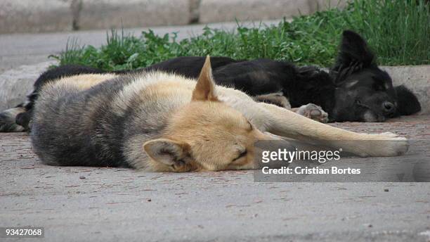 sleeping dogs - bortes bildbanksfoton och bilder