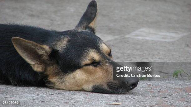 sleeping dog - bortes stock pictures, royalty-free photos & images