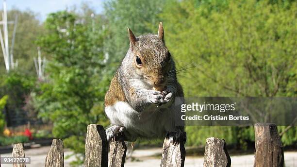 squirrel eating nuts - bortes bildbanksfoton och bilder