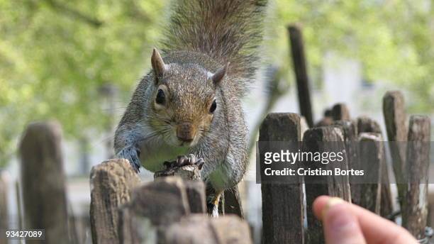 squirrel hunting nuts - bortes stock pictures, royalty-free photos & images