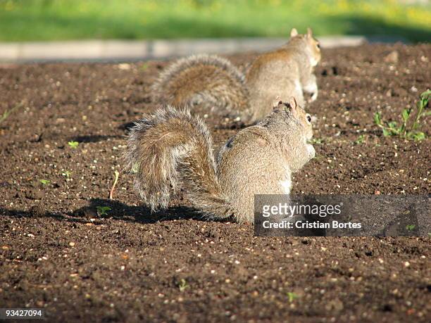 two squirrels eating nuts - bortes stock pictures, royalty-free photos & images