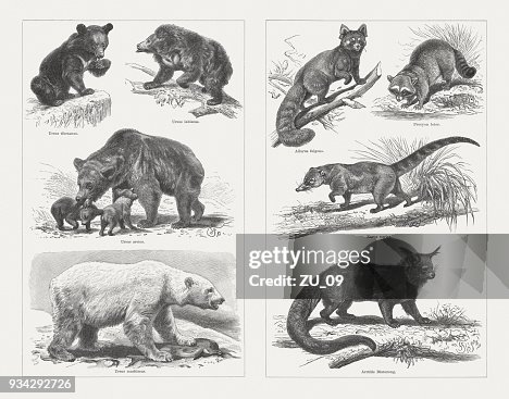Bears, wood engravings, published in 1897 Bears, wood engravings, published in 1897