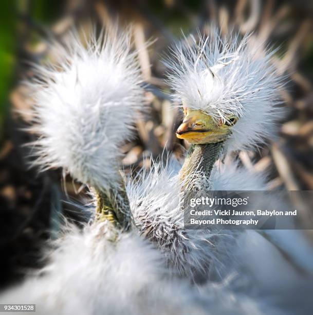 snowy egret chicks sibling rivalry in the nest - snowy egret stockfoto's en -beelden