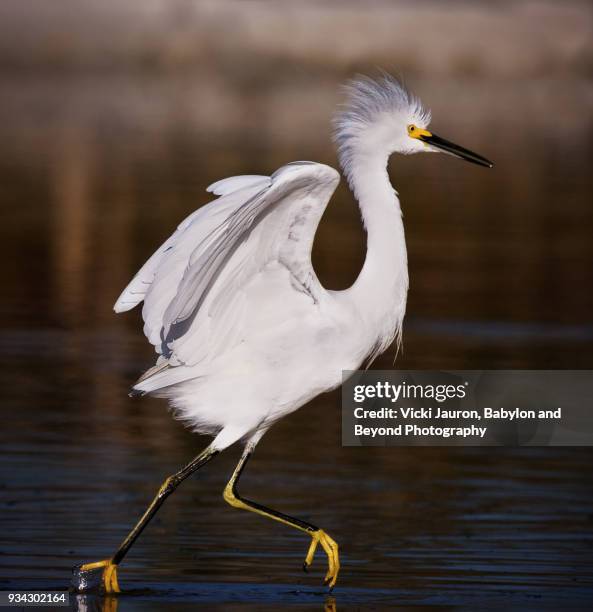 Bird In Profile 3,199 Bird Profile Stock Photos, High-Res Pictures, and Images - Getty ...