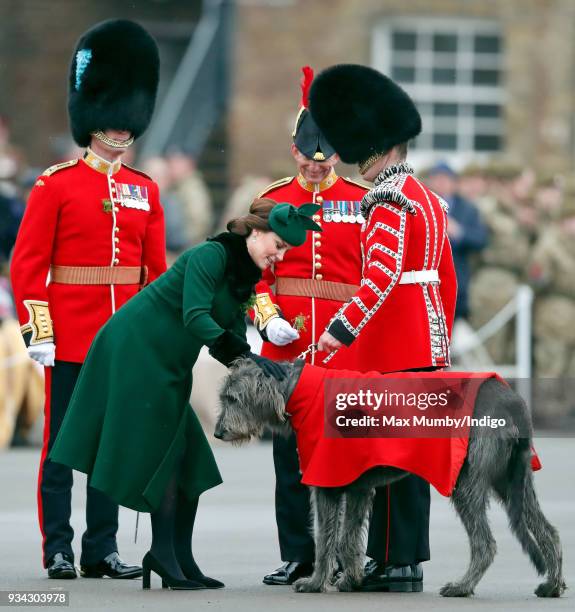 Catherine, Duchess of Cambridge presents a sprig of shamrock to Irish Wolfhound 'Domhnall' during the annual Irish Guards St Patrick's Day Parade at...