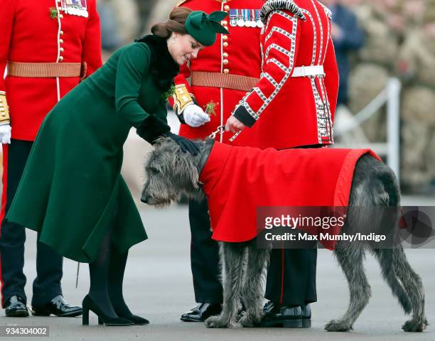 Catherine, Duchess of Cambridge presents a sprig of shamrock to Irish Wolfhound 'Domhnall' during the annual Irish Guards St Patrick's Day Parade at...