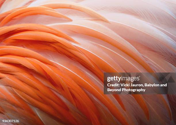 detail of flamingo feathers at naples, florida - detalle de primer plano fotografías e imágenes de stock