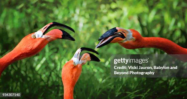 three flamingo heads against green background - beak photos et images de collection