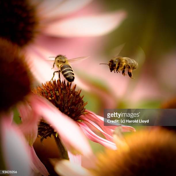 one bee guarding his echinacea from another - bestäubung stock-fotos und bilder