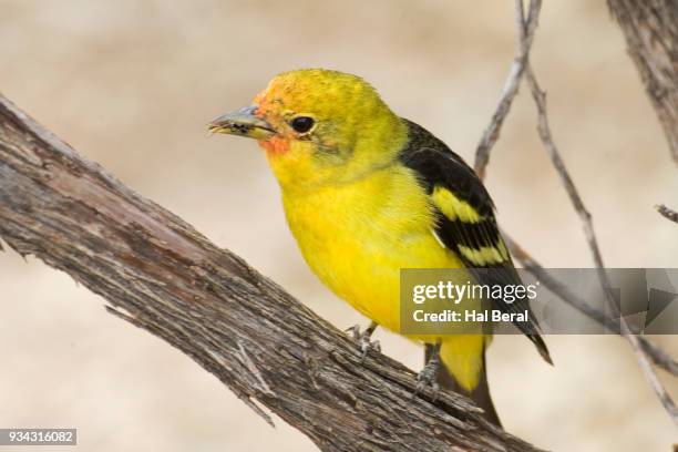 western tanager eating an insect - piranga ludoviciana stock pictures, royalty-free photos & images